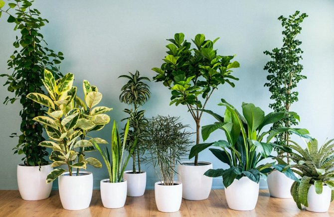 plants affect human 1 - Как растения влияют на здоровье человека, любовь и настроение