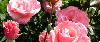 Плетистая роза грандифлора Queen Elizabeth (Куин Элизабет)