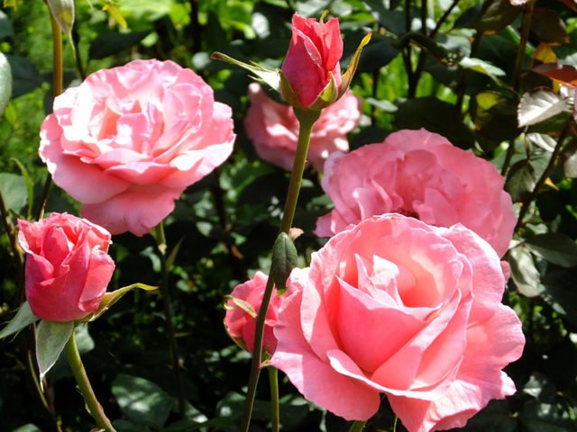 Плетистая роза грандифлора Queen Elizabeth (Куин Элизабет)
