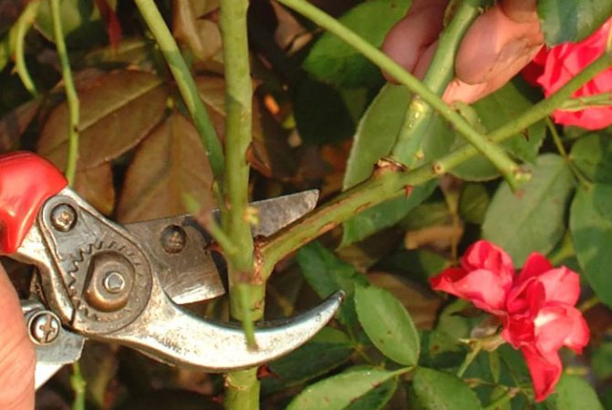 Плетистая роза - обрезка после цветения летом