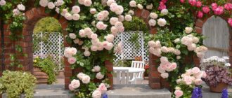 Плетистые розы на кирпичных арках в саду