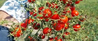 плоды томата