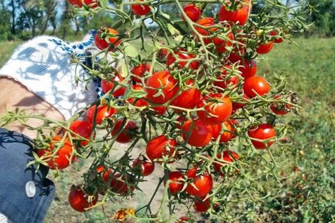 плоды томата