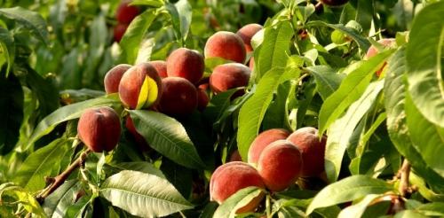 Почему клеится персик. Как защитить персик от болезней?