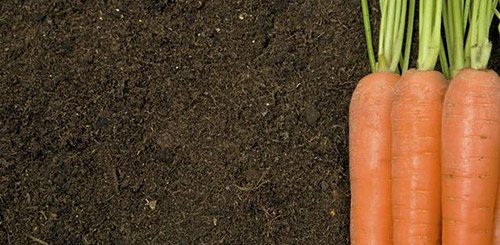 Почему морковь корявая растет