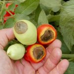 Почему плоды перцев чернеют на кусте что делать?