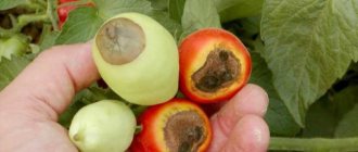 Почему плоды перцев чернеют на кусте что делать?
