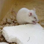 Почему появляются мыши и начинают грызть пенопласт?