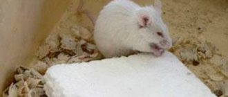 Почему появляются мыши и начинают грызть пенопласт?