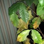 Почему сохнут листья у кофейного дерева?