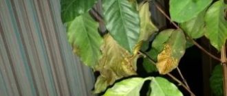 Почему сохнут листья у кофейного дерева?
