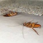 Почему тараканы выходят днем