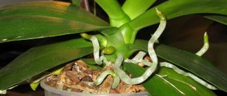 Почему у орхидеи корни растут вверх из горшка (фото)