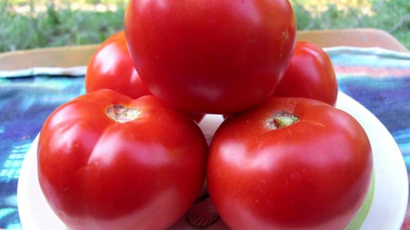 'Подарок от уральских селекционеров для регионов с холодным климатом - томат 