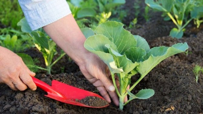 Подборка лучших сортов капусты для хранения на зиму и рекомендации по её выращиванию