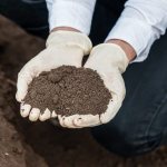 Подготовка землесмесей и почвы в теплице под помидоры
