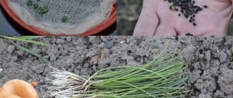 Поэтапное руководство по выращиванию лука из семян за один сезон без хлопот