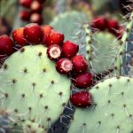 Полезные свойства кактуса и его применение в повседневной жизни