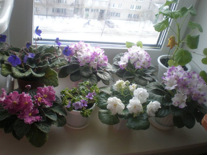 полив домашних цветов