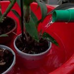 полив-орхидеи-дендробиум-фото