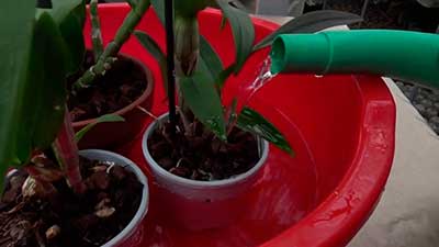 полив-орхидеи-дендробиум-фото