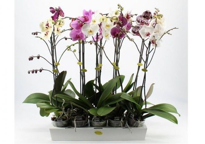 Полив орхидеи