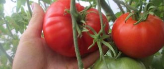 'Получаем богатый урожай даже в неблагоприятных погодных условиях, выращивая томат "Алтайский шедевр"' width="800