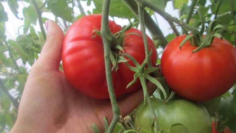 'Получаем богатый урожай даже в неблагоприятных погодных условиях, выращивая томат 