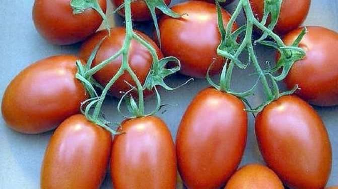 'Получаем максимальный урожай при минимальных затратах сил - томат 