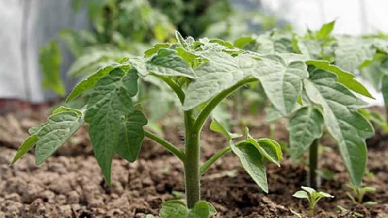 'Получаем максимальный урожай при минимальных затратах сил - томат 