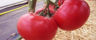 помидоры Афен