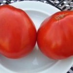 помидоры данко фото отзывы характеристика