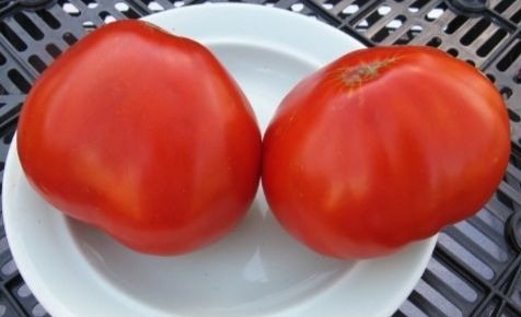 помидоры данко фото отзывы характеристика