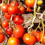 помидоры сорт барнаульский консервный отзывы