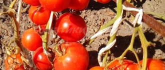 помидоры сорт барнаульский консервный отзывы