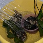 Помощь орхидее при почернении корней