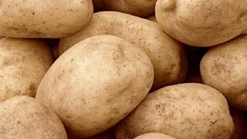 Популярный среди огородников среднепоздний сорт картофеля Тулеевский