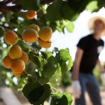 Посадка саженцев абрикоса: агротехнические советы для всех