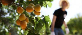 Посадка саженцев абрикоса: агротехнические советы для всех