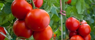 Посев томатов под зиму уникальный способ выращивания