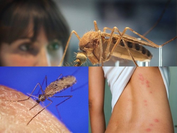 последствия укуса малярийного комара