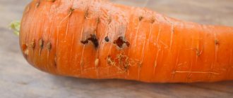 Повреждение моркови мухой