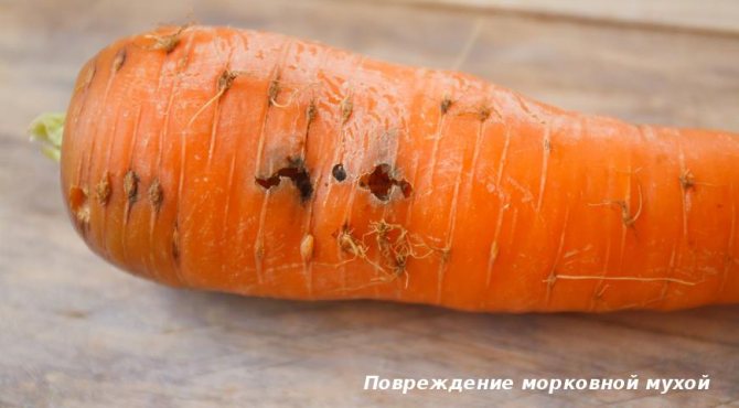 Повреждение моркови мухой