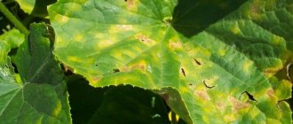 Появились желтые пятна на листьях огурцов: что делать для спасения урожая