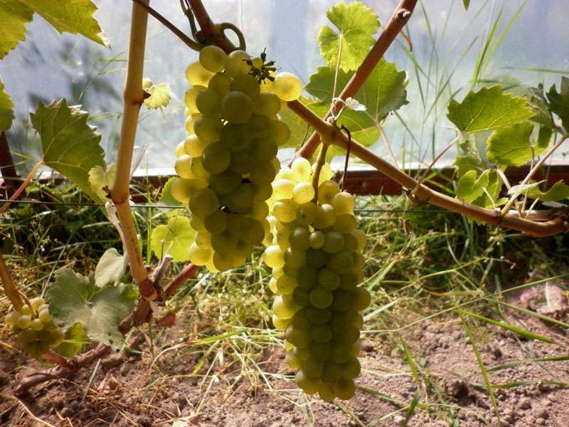 Правила и особенности посадки винограда Бианка