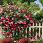 Правила посадки плетистой розы в открытый грунт весной