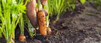 правила ухода за морковью