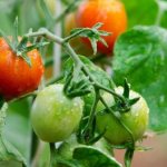Правильная обработка помидор борной кислотой преобразит ваши растения!
