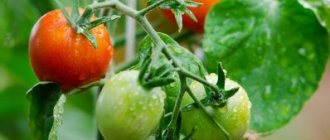Правильная обработка помидор борной кислотой преобразит ваши растения!