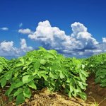 Принцип голландской технологии выращивания картофеля